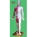 Human Acupuncture Model 178CM